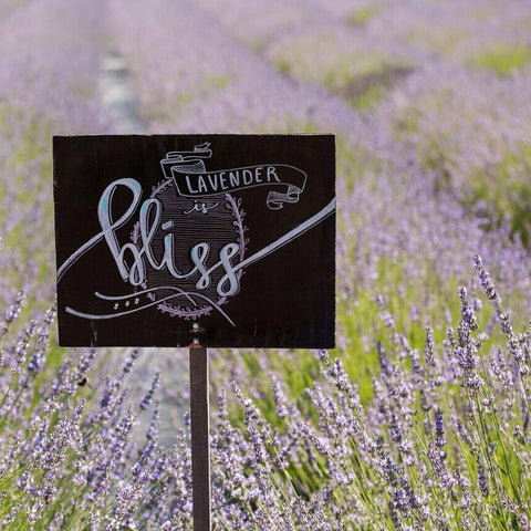 lavender is bliss