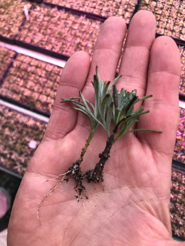 lavender root