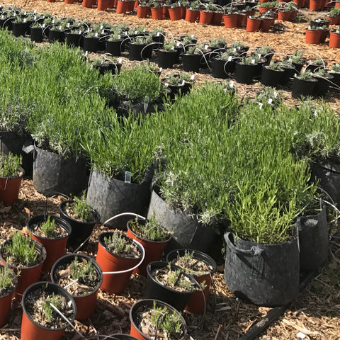 plants in lavender field