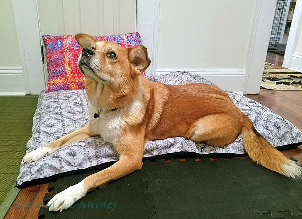 Testing the large dog bed.