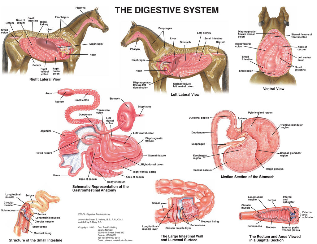 Digestive Anatomy Wall Chart – Equine Network Store
