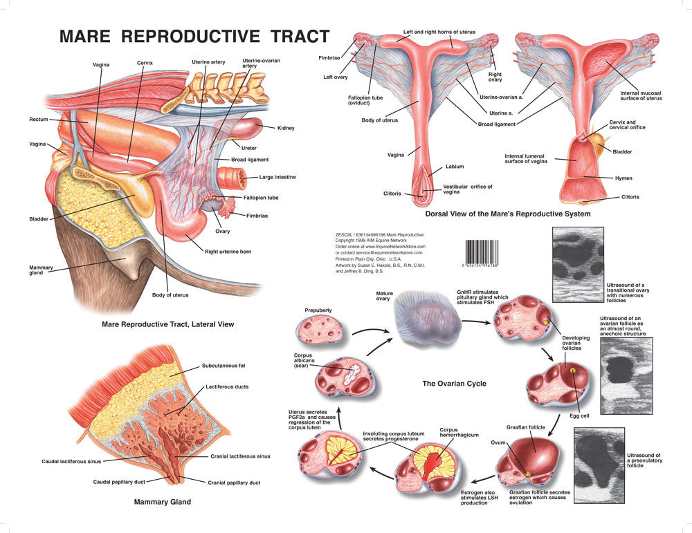 Reproductive System Chart