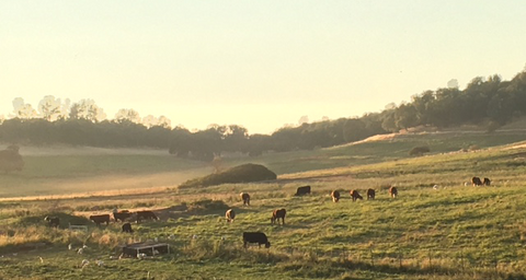 Family Friendly Farms Scene