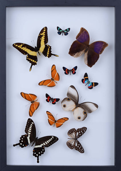 medium brown frame Real Framed Butterfly Collection