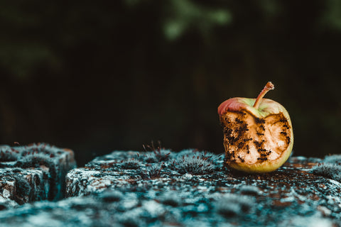 Rotting Apple