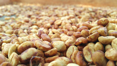 Photo caption: Honey processed coffee beans from Finagro farm in Tanzania. Photo credit: Royal Coffee.