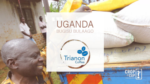 Uganda Bugisu Bulaago Trianon Coffee