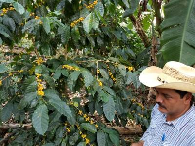 Natural organic Mexico coffee