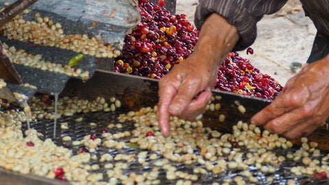 Photo caption: Coffee beans being inspected by hand during the washing process at Marvin Bonvilla’s farm in Honduras. Photo credit: Royal Coffee