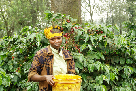 Coffee production in Tanazania. Photo credit: Royal Coffee