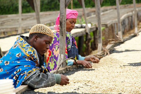 Photo caption: Coffee beans being dried on raised beds at Edelweiss Estate in Tanzania. Photo credit: Royal Coffee.