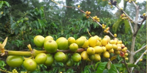 Unripe coffee cherries on an Indonesian farm