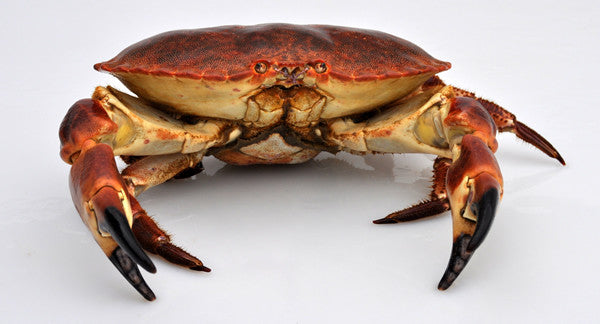 Brown Crab (Cancer pagurus) – Live Irish Shellfish