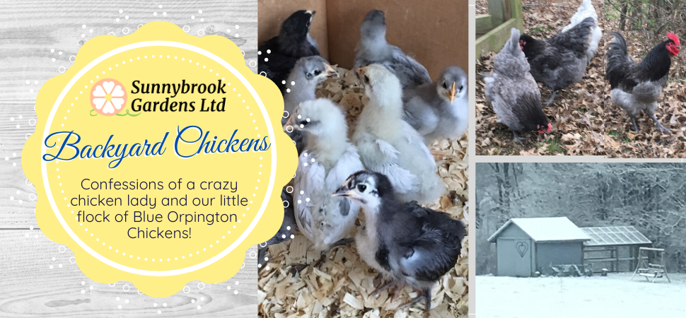 Confessions of a crazy chicken lady and our backyard chickens!