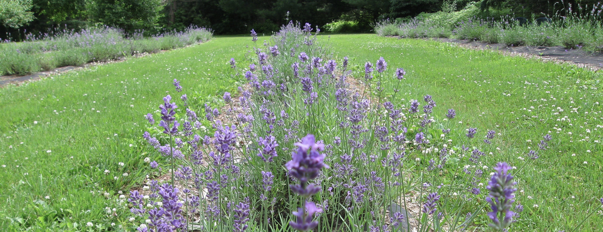 The importance of lavender - Garden Path Homemade Soap - Vankleek Hill Ontario Canada