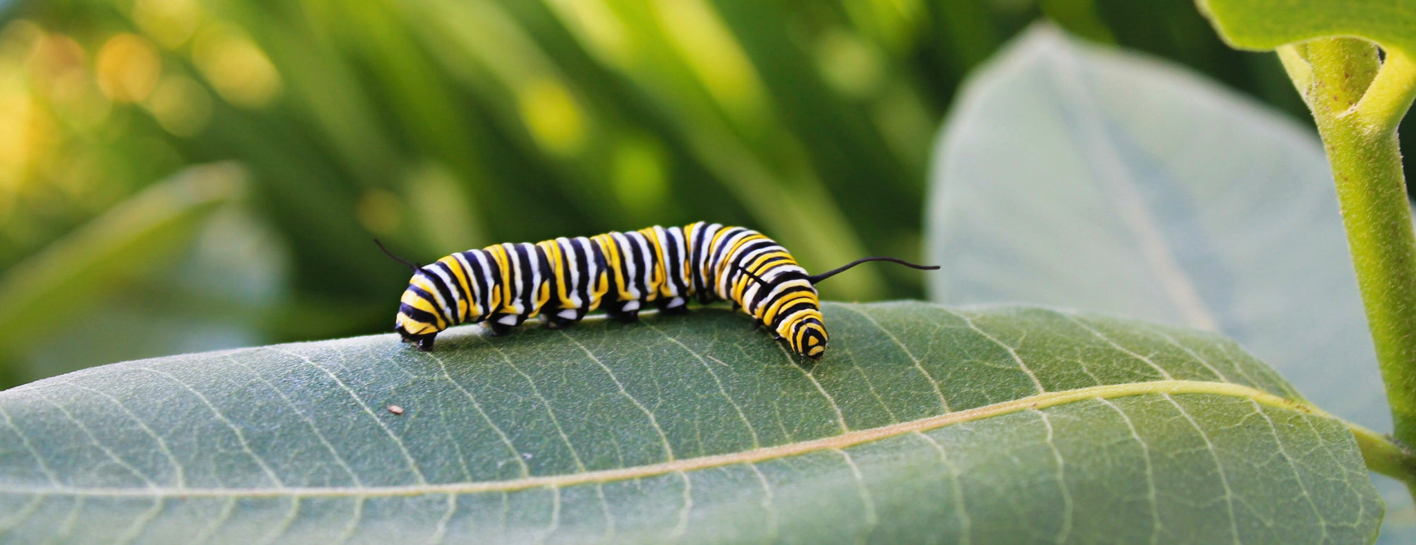 Monarch Caterpillar - Garden Path Homemade Soap - Canada