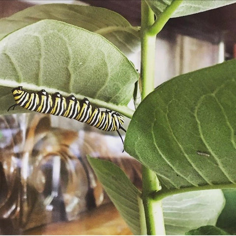 Monarch Caterpillar Big & Small - Garden Path Homemade Soap - Made in Canada