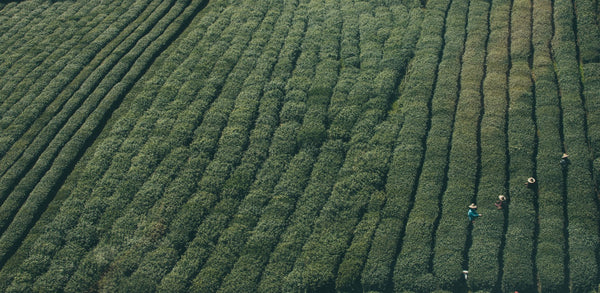 green tea farm