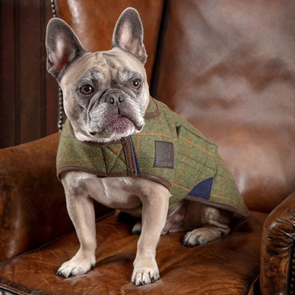 french bulldog barbour coat