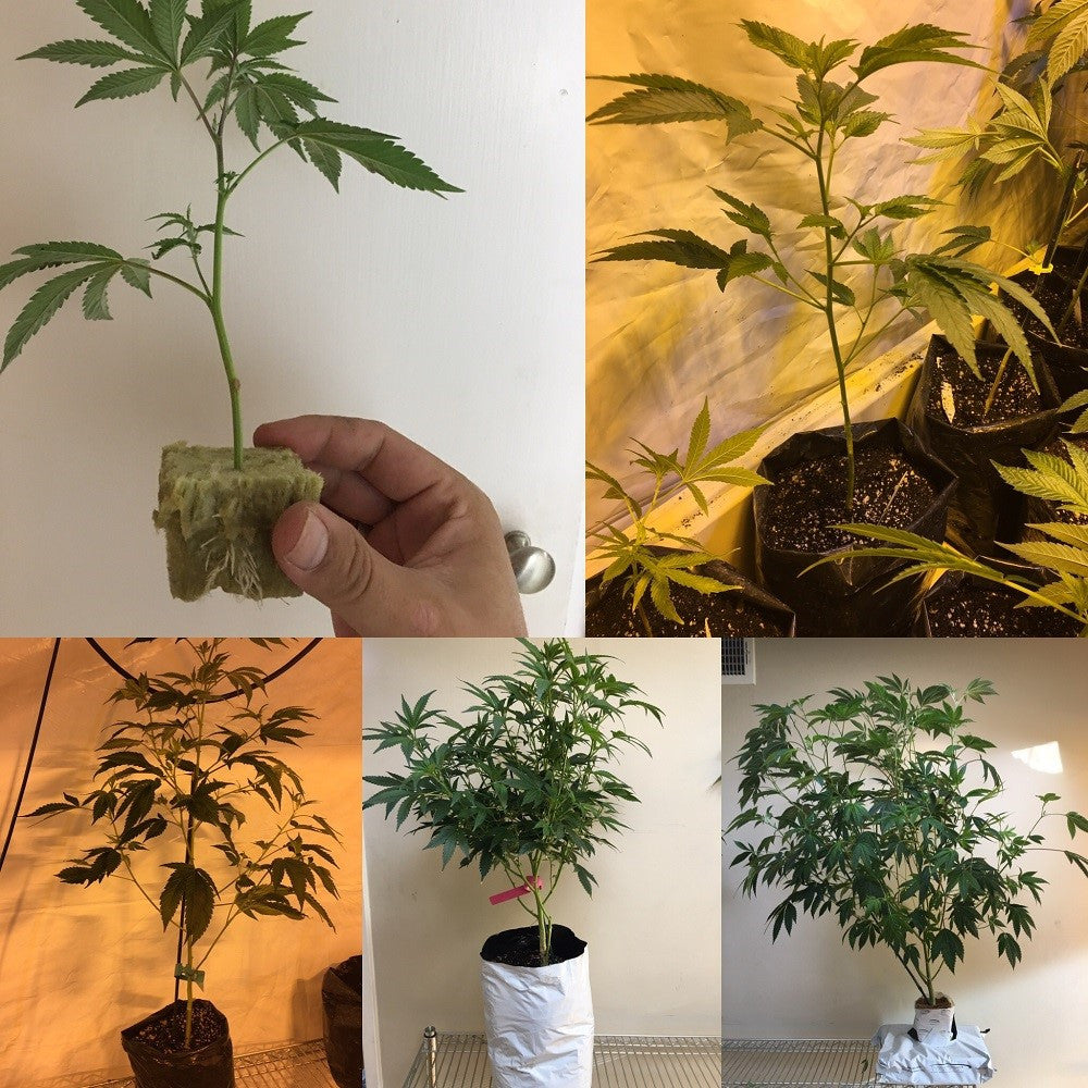 BUGATTI OG LARGE PLANTS