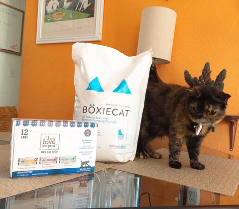 BoxieCat Cat Number Three