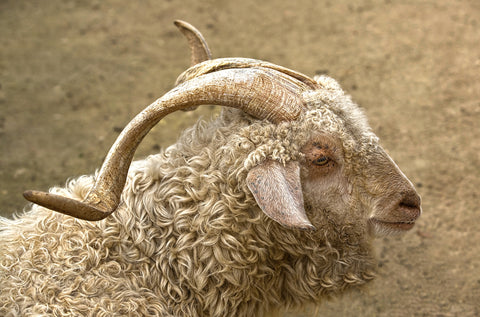 Mohair vs Merino wool. Mohair comes from the Angora goat.