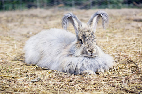 Angora rabbit produces much finer wool than Merino.