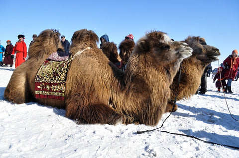 Most camel hair for clothing comes from the Bactrian camel breed.