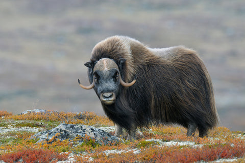The musk ox produces qiviut.