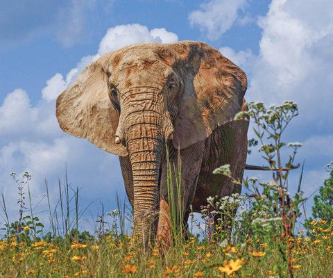 elephant-sanctuary-flora