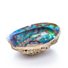 Abalone Shell