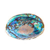 Abalone Shell