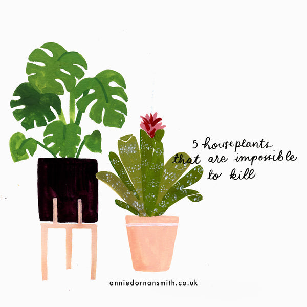 5 houseplants that are impossible to kill (hopefully) - Annie Dornan Smith