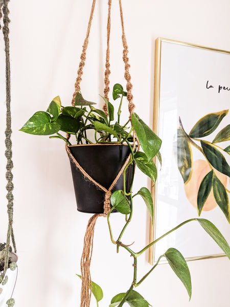pothos in a hanging planter