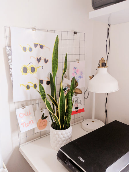 sansivieria plant sitting on my desk 