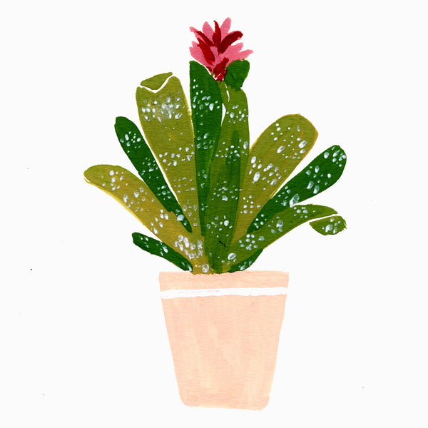 illustration of an aechmea plant 