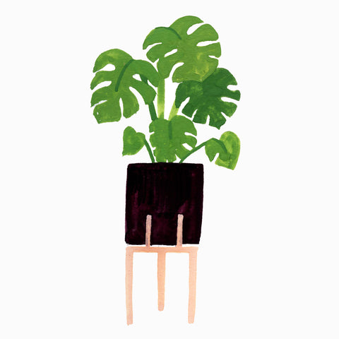 illustration of a cheese plant in a standing planter - by Annie Dornan Smith 