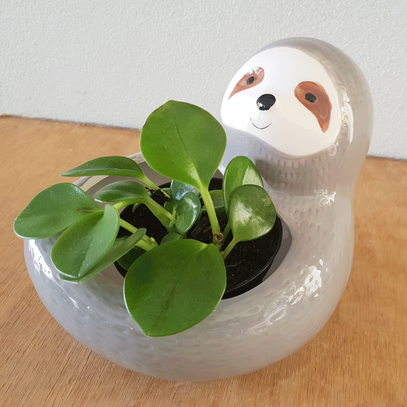 Sloth Hugging Ceramic Planter - Grey
