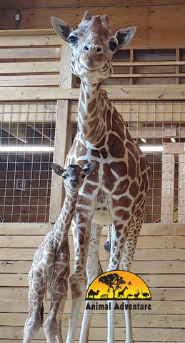 baby giraffe trend april giraffe baby boy 2019