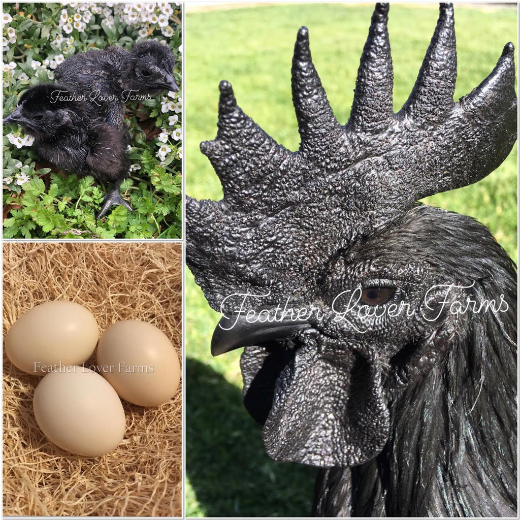 ayam cemani hatching eggs