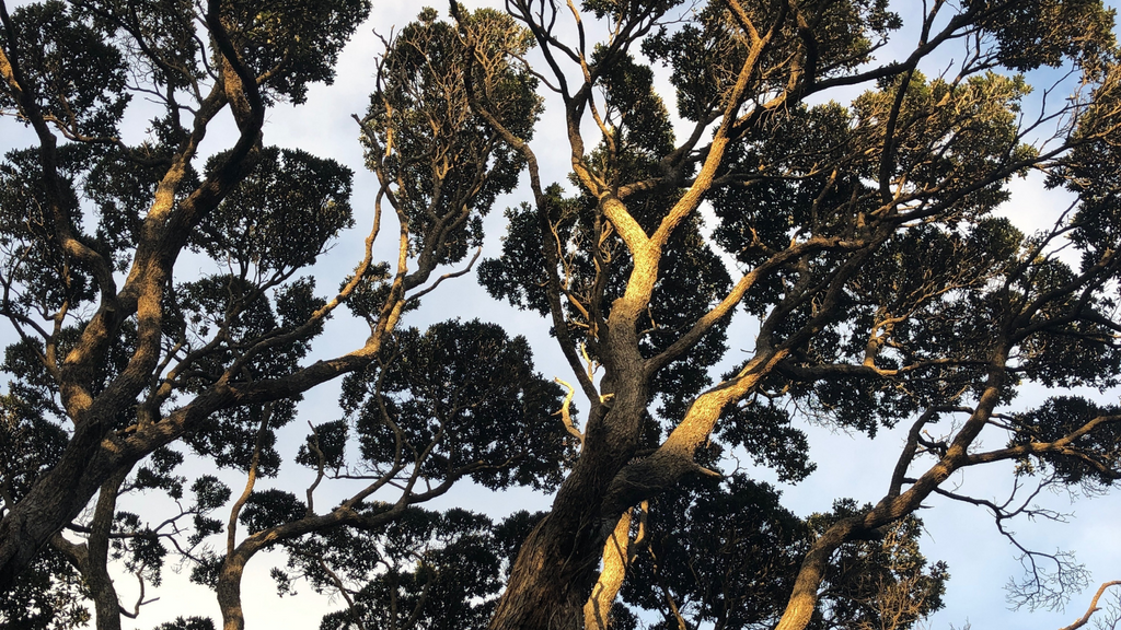Muriwai trees