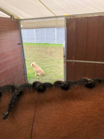 Coral Keen's Phoebe watching over plaiting at Chatsworth Horse Trials 