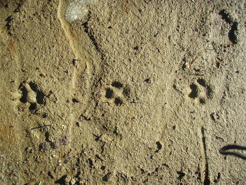 Connect with nature through wildlife tracks