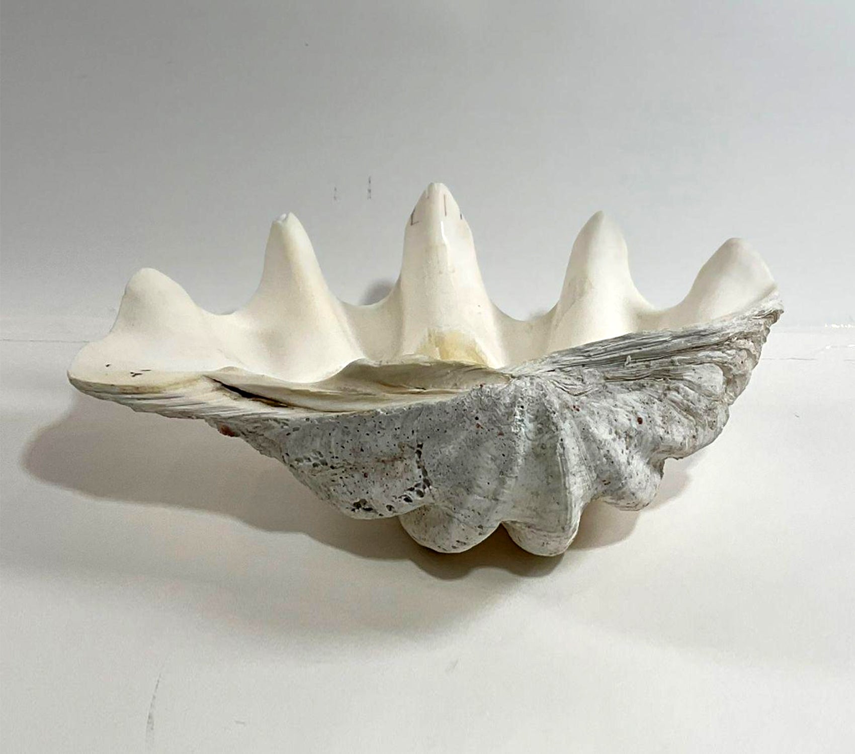 Giant Clam Shell Prop