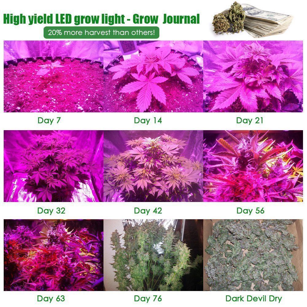 marijuana grow light