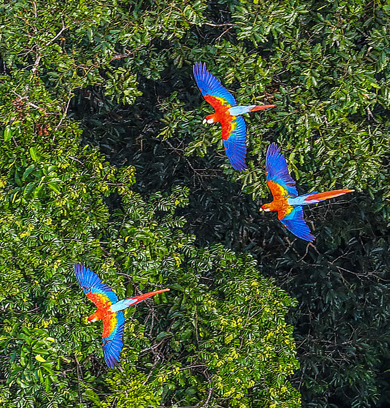 Macaw