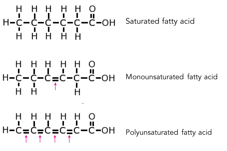 fatty acids