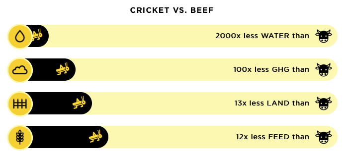 cricket - nutritious - eco friendly