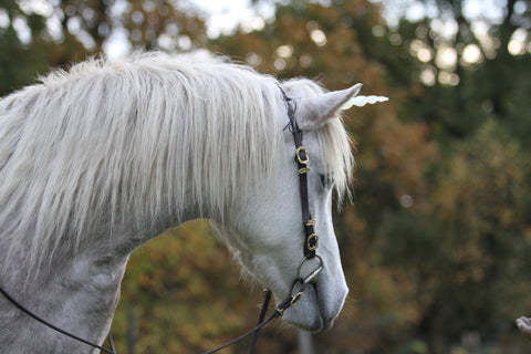 unicorn horn for horse