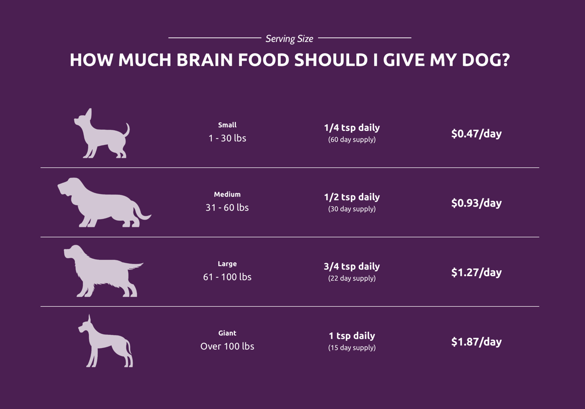 which dog has the biggest brain